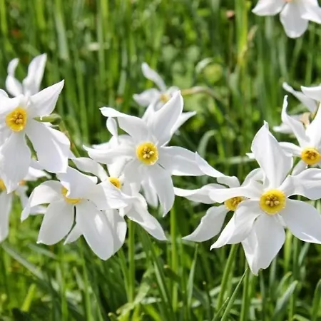 Les Narcisses, Daire *